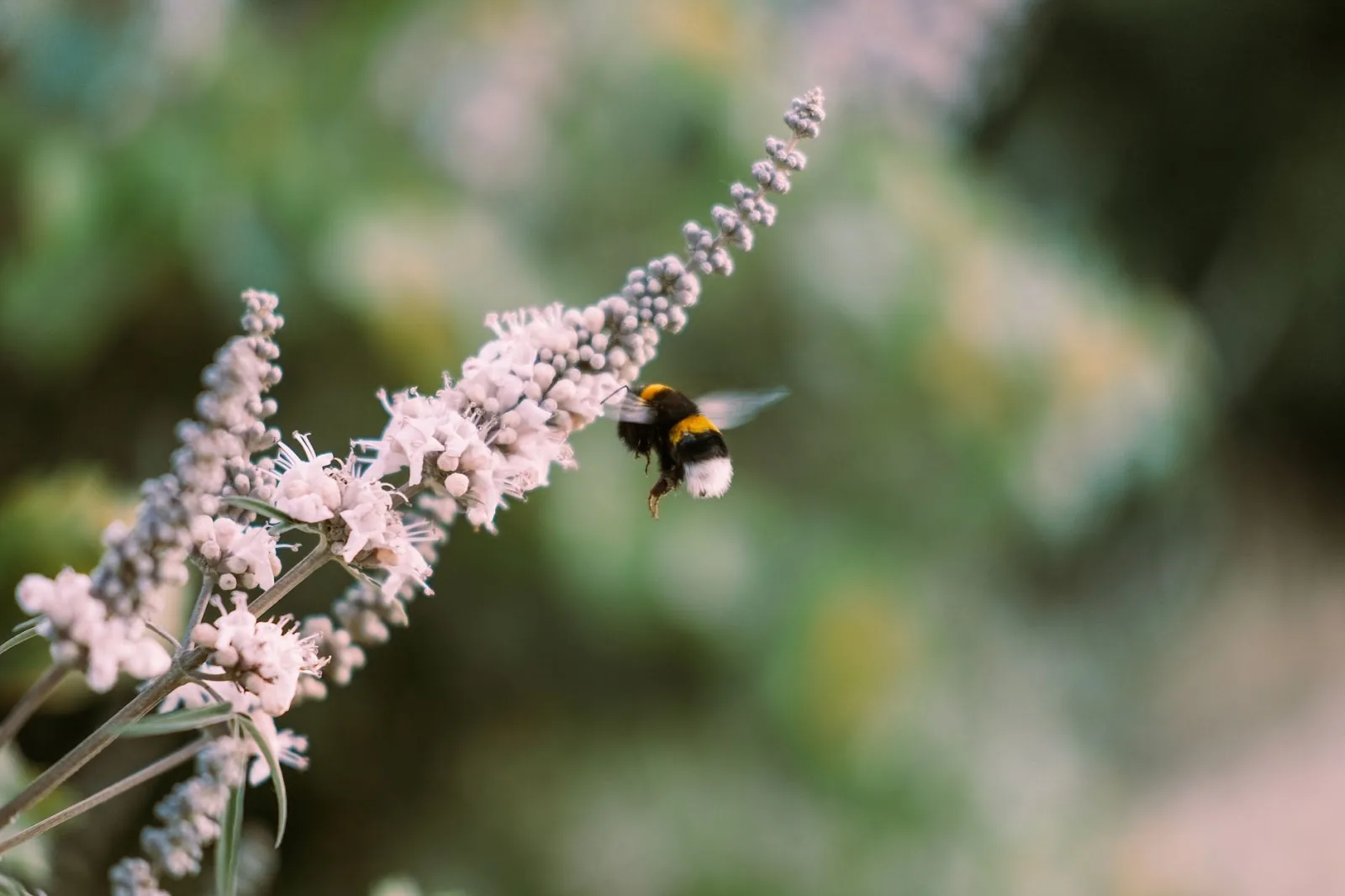 Close-up of a bumblebee pollinating a lavender flower in a garden, showcasing nature's harmony.