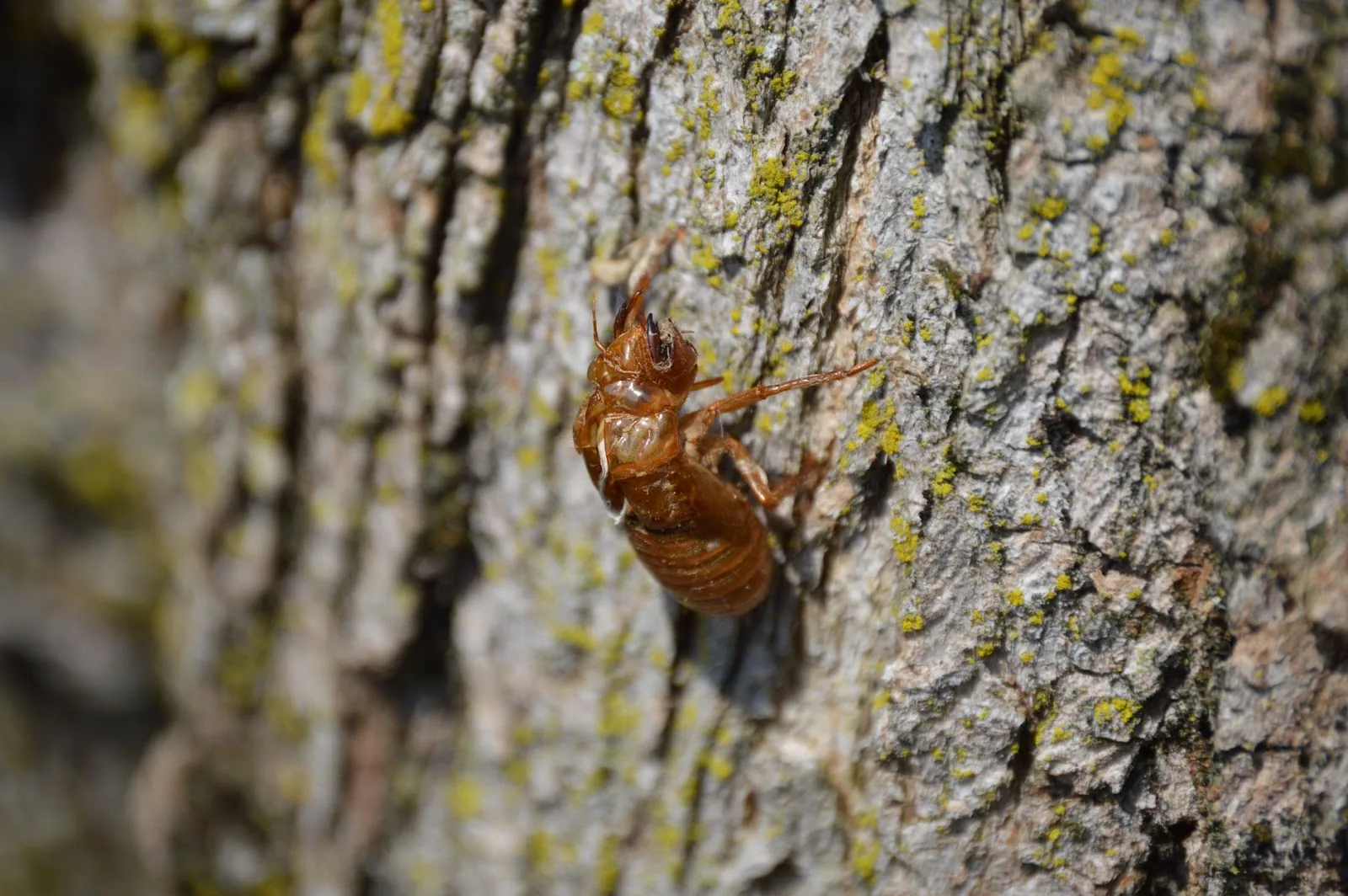 Close-up of a cicada exoskeleton attached to tree bark, showing texture.