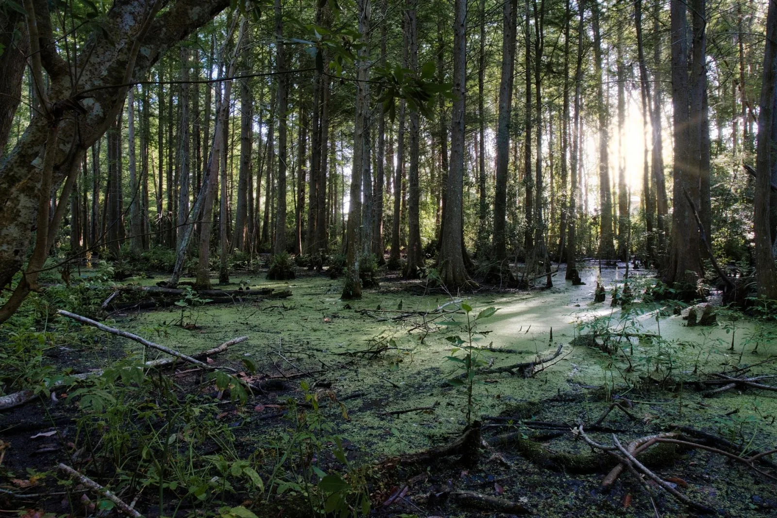 A tranquil forest scene with sunlight streaming through tall trees and lush greenery.