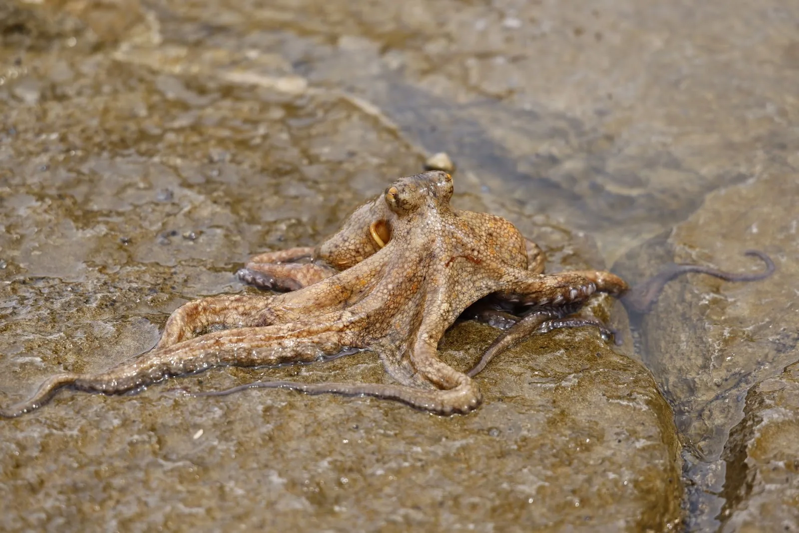 Detailed image of an octopus resting on wet rocks at the shoreline, showcasing its texture.