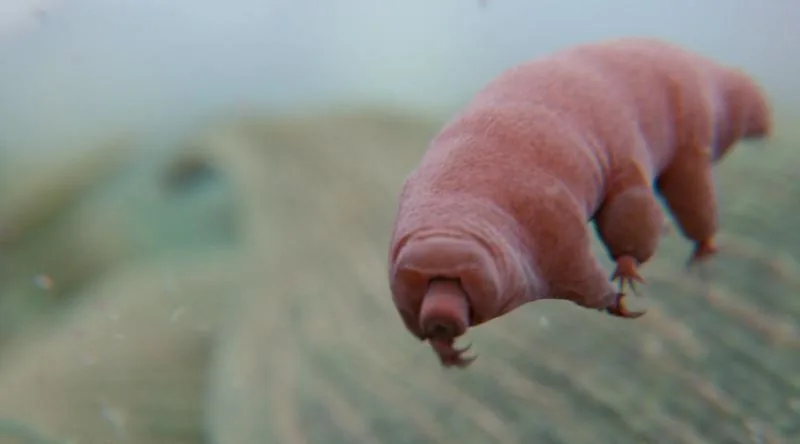 Tardigrade Survival: How They Resist Radiation and Space