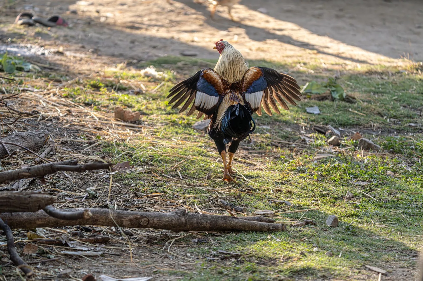 A rooster stretches its wings on a grassy area, showcasing vibrant feathers in natural light.
